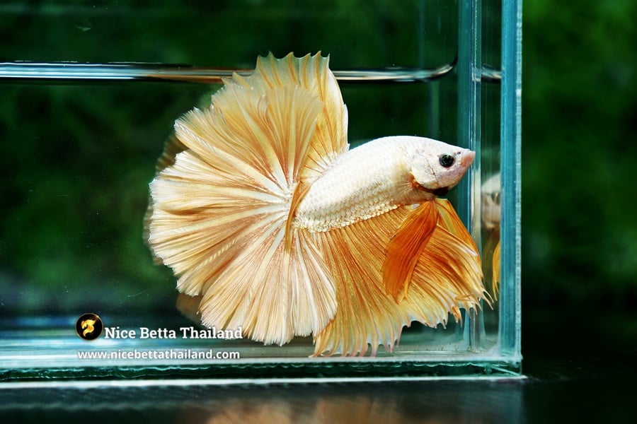 Rosetail Gold Dragon Betta Fish Nice Betta Thialand Genetic