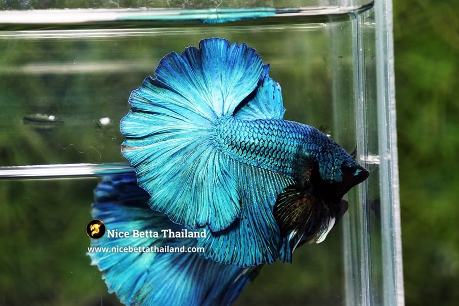 Green Rosetail Betta Fish By Nice Betta Thailand Genetic