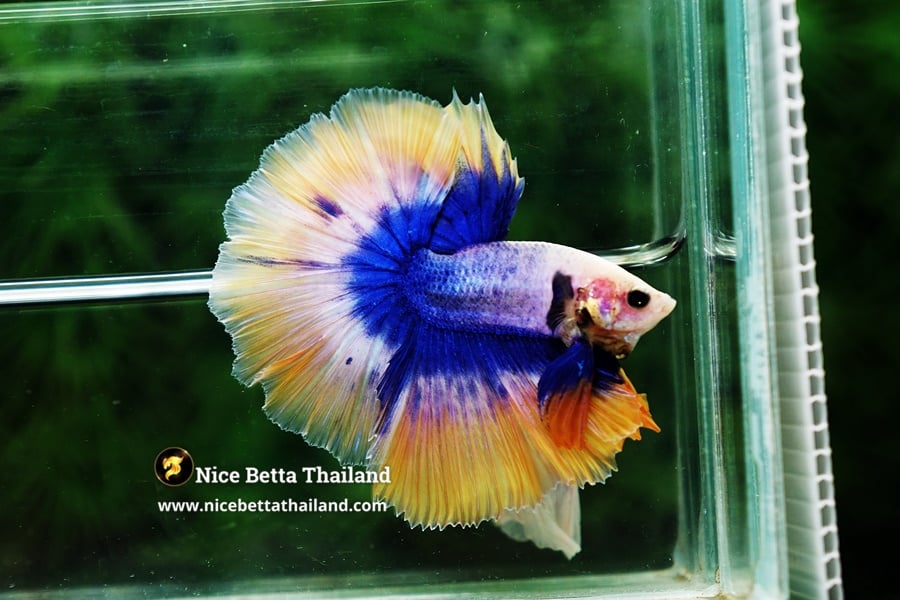 Grizzle Blue Yellow Betta Fish By Nice Betta Thailand Genetic