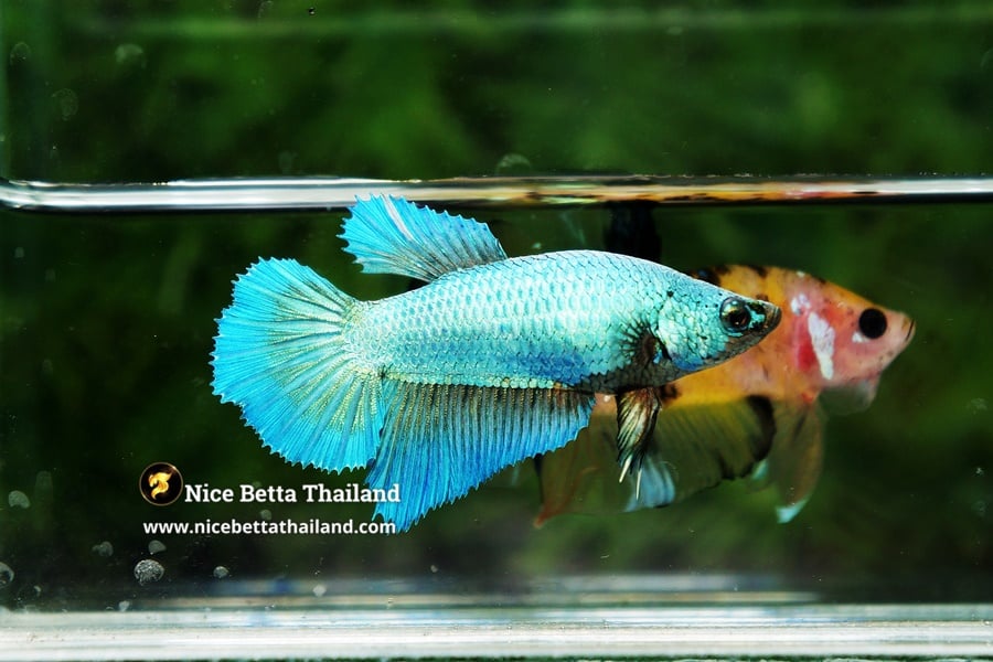 Female Green Betta Fish By Nice Betta Thailand Genetic