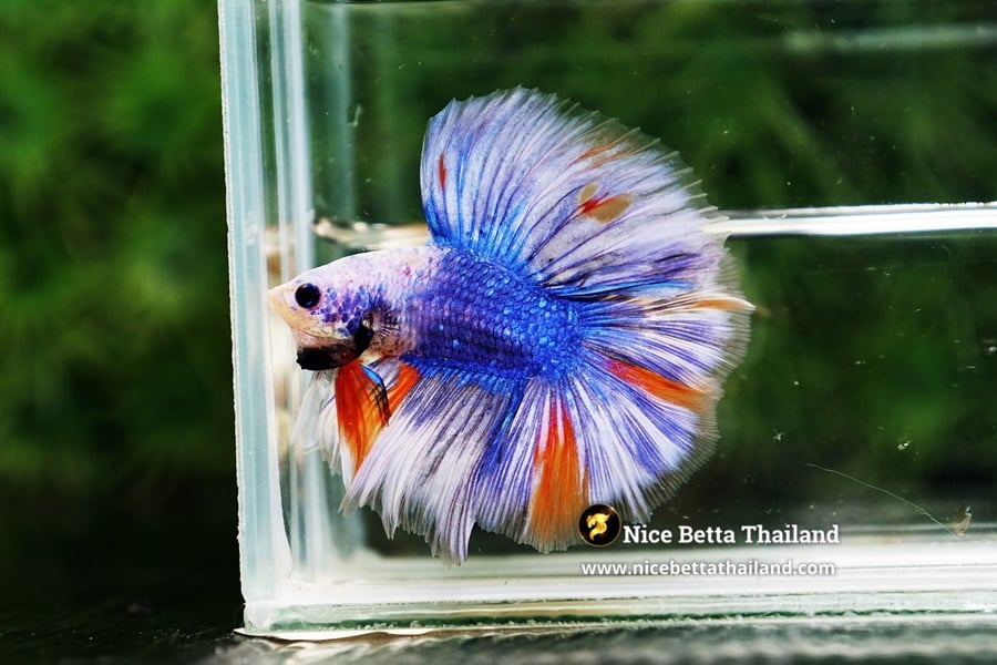 Double tail Grizzle betta fish by Nice Betta Thailand Genetic