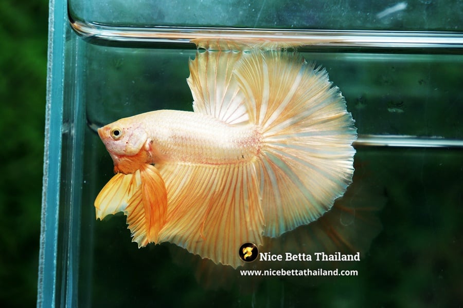 Classic Gold Betta Fish Nice Betta Thailand Genetic