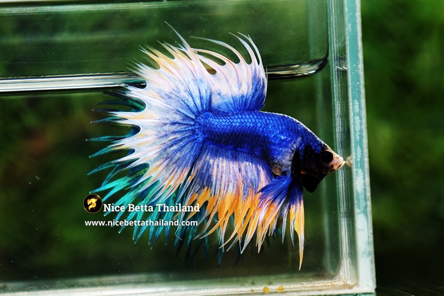Grizzle Triple ray Crowntail Betta Fish By Nice Betta Thailand Genetic