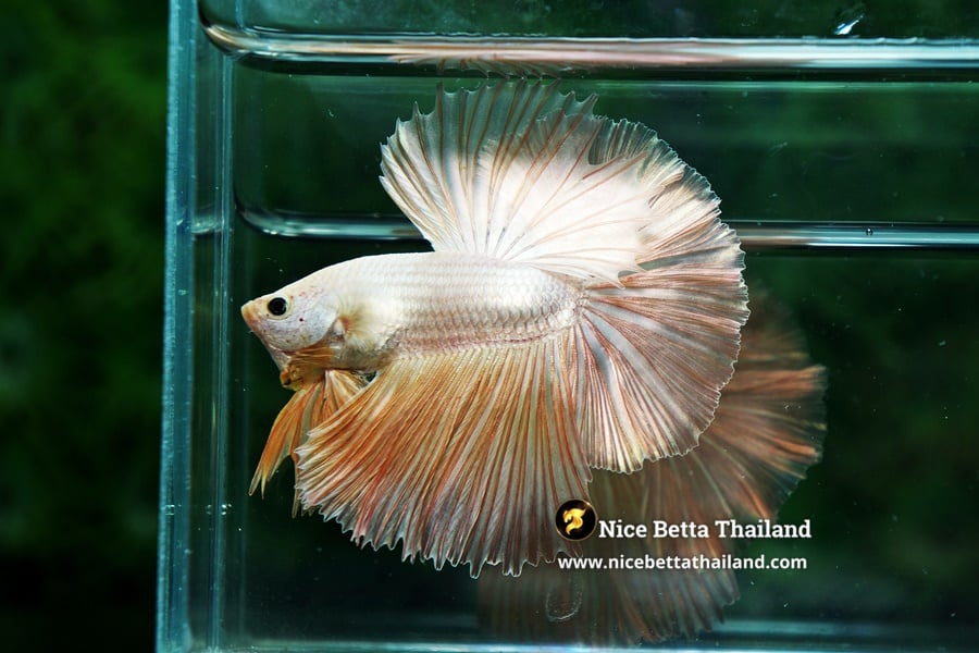 Pure Gold Betta Fish Nice Betta Thailand Genetic