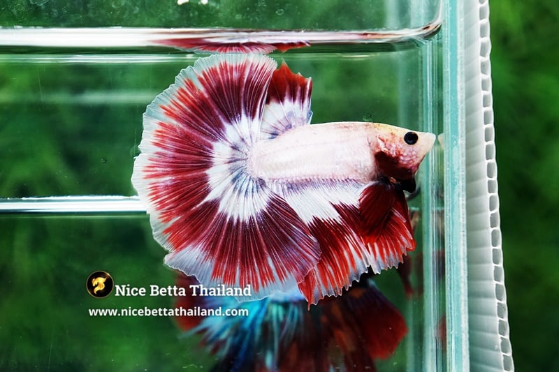 Grizzle Pink Betta Fish By Nice Betta Thailand Genetic