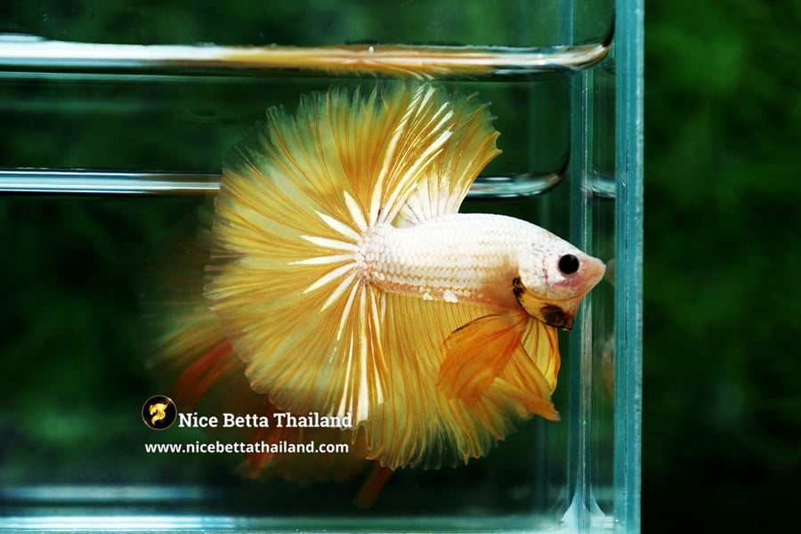Gold Sky Hawk Betta Fish Nice Betta Thailand Genetic