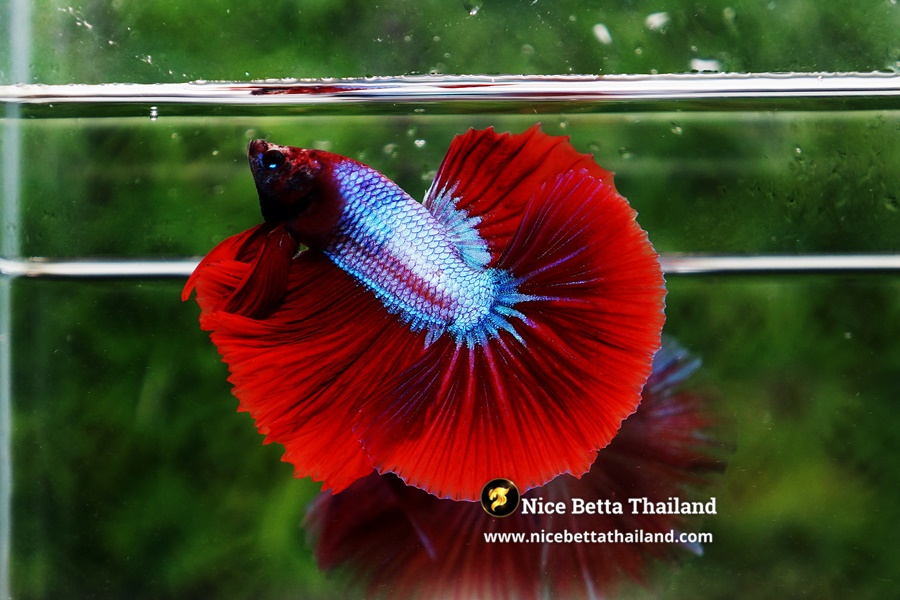 Grizzle Red Betta Fish By Nice Betta Thailand Genetic