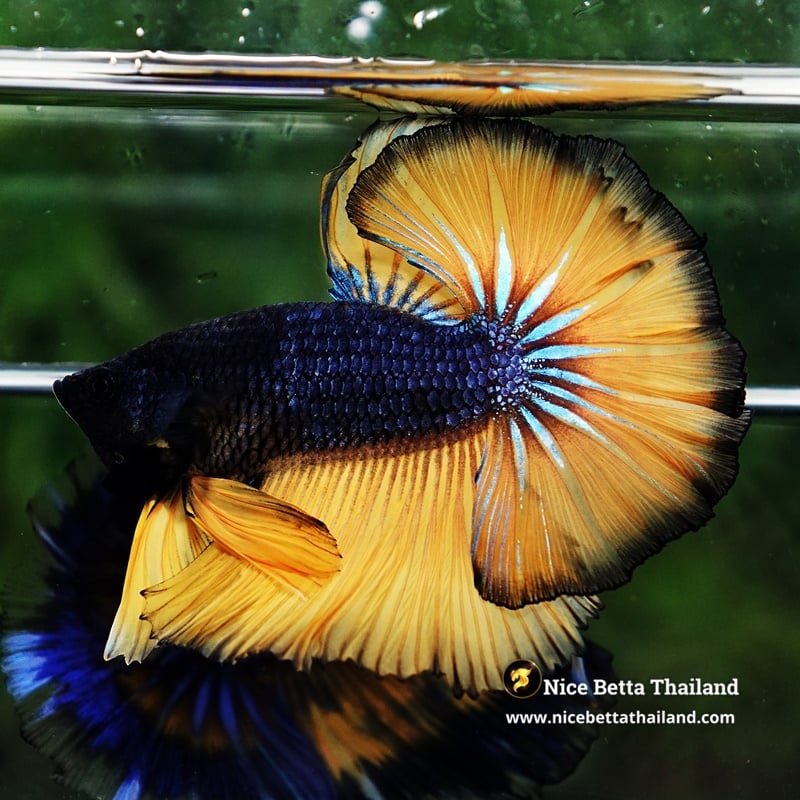 Betta Fish Black Grey Pumpkins OHM