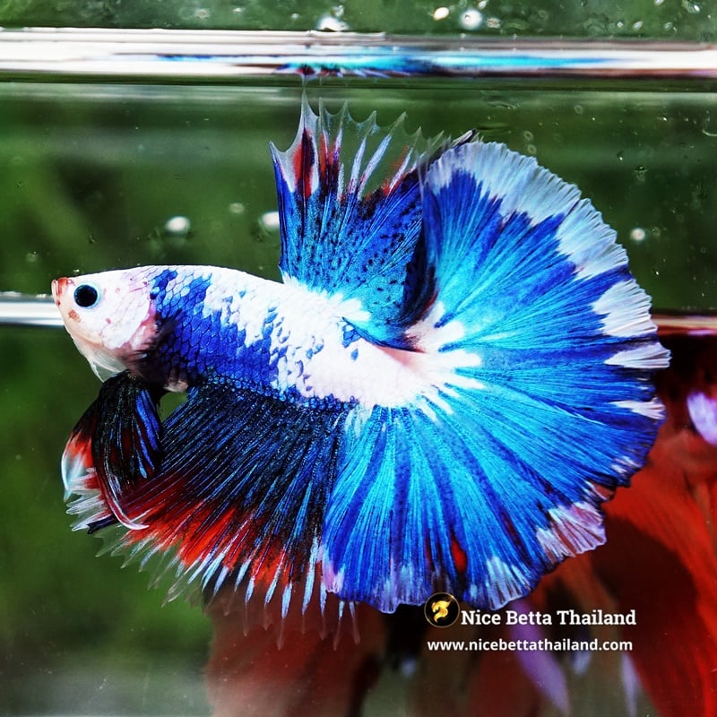 Betta Fish Fancy Celestine Frostfin OHM