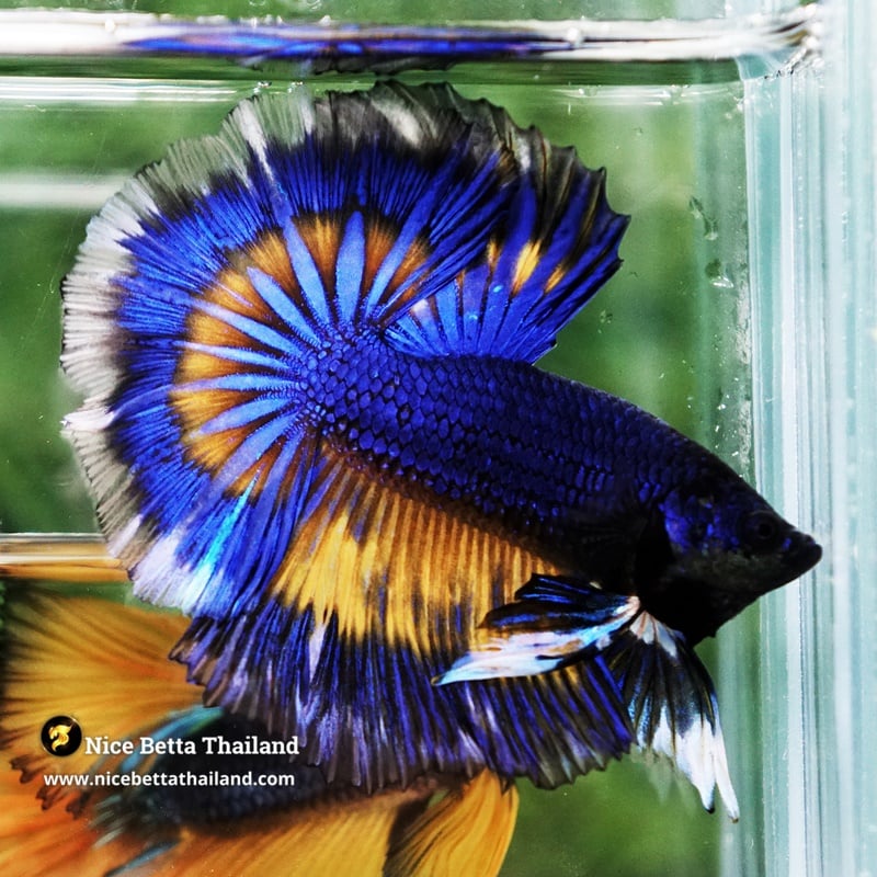Betta Fish Blue Mustard Classic Tri-Color tail OHM