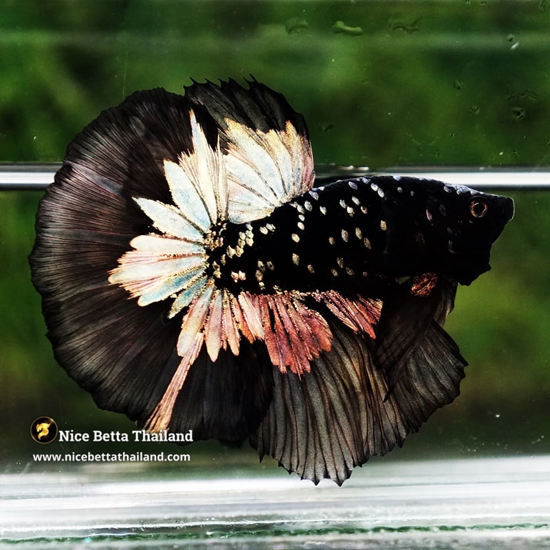 Betta Fish The Dark Gold Nebula Shadow OHM (Ultra Rare)