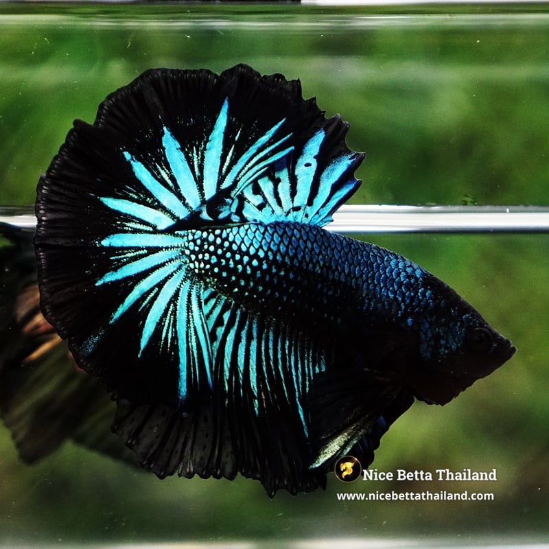 Betta Fish Green Black Peacock OHM