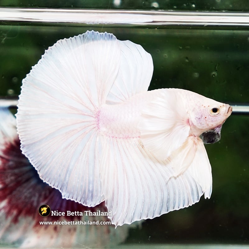 Betta Fish Prince of White Dumbo OHM (Perfect White)
