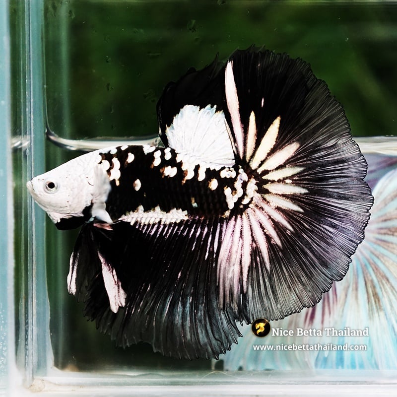 Betta Fish Rare Killer Shadow Black Star Full Helmet Samurai (Ultra Rare) OHM