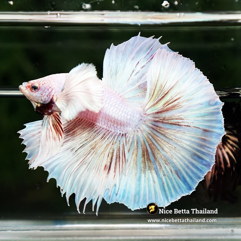 Betta Fish Prince of Pastel Pink Unicorn Red Spectacles Dumbo OHM