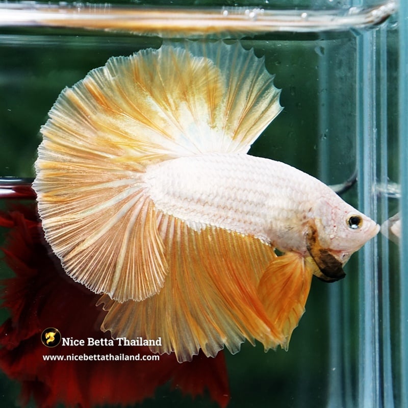 Betta Fish Gold Dragon Sky Hawk OHM