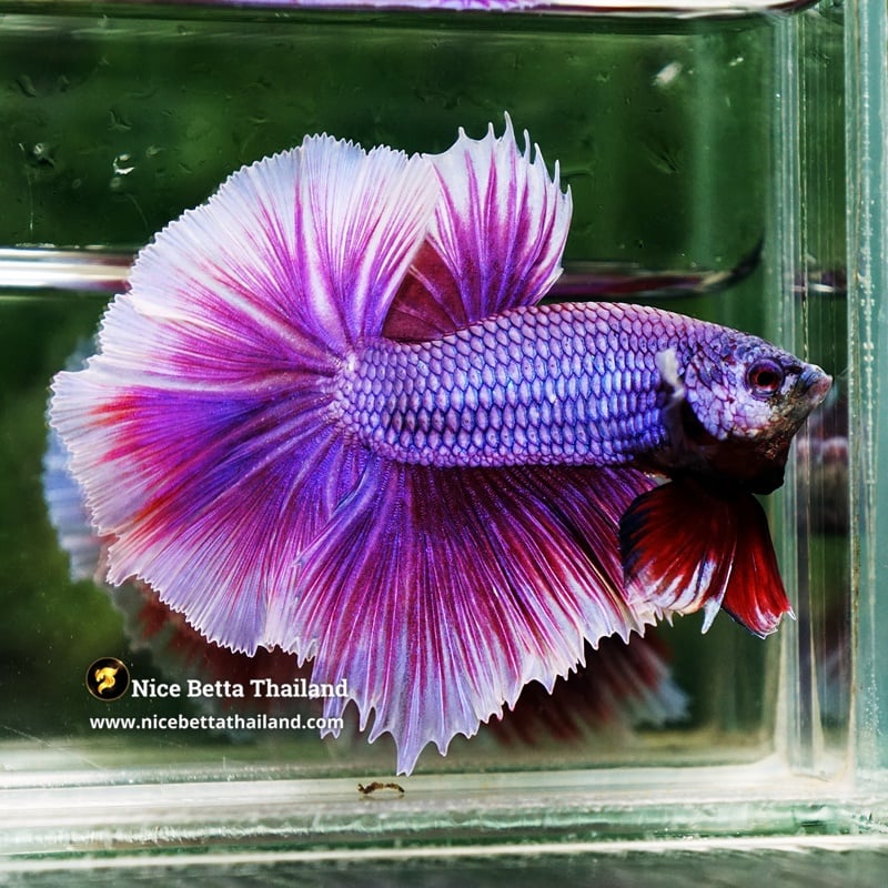 Betta Fish Prince of Royal Lavender Rosetail OHM