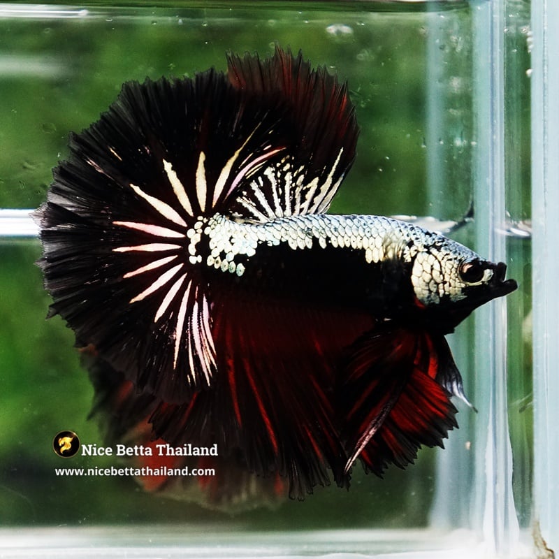 Betta Fish King Vampire Copper Warrior Sky Hawk OHM