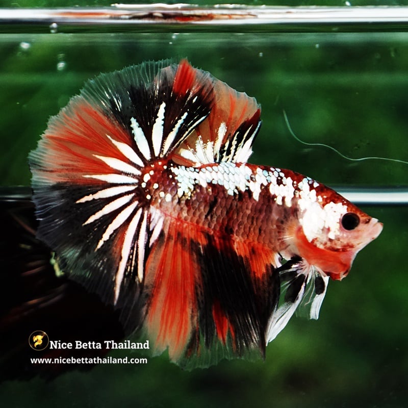 Betta Fish Tiger Copper Nemo Galaxy OHM
