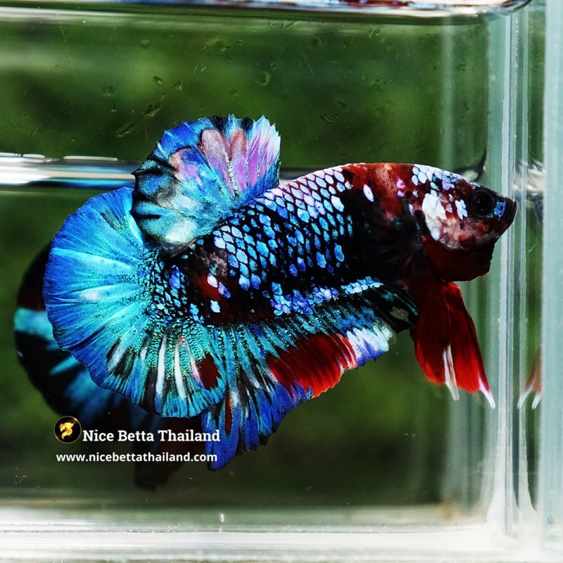 Betta Fish Fancy Posidon Koi Galaxy OHMPK