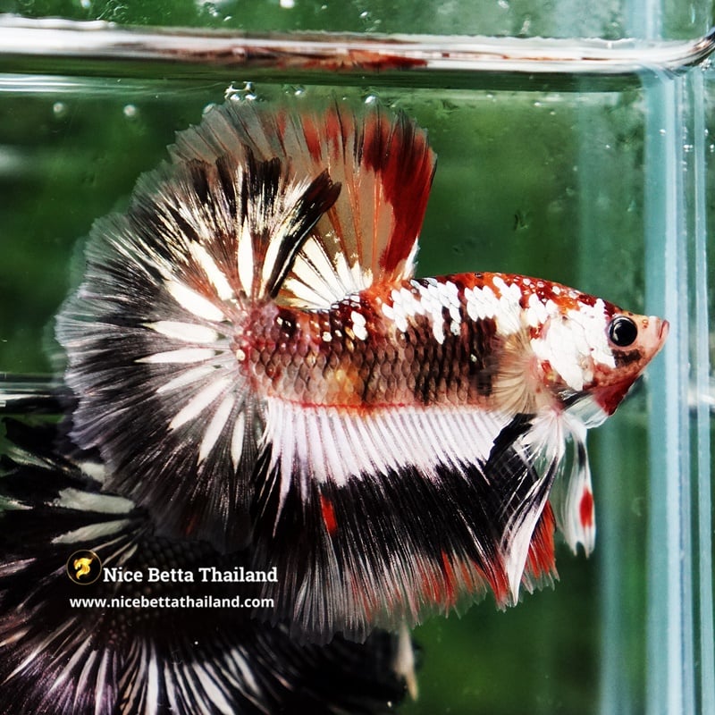 Betta Fish KABUKI Warrior Galaxy Sky Hawk Rosetail OHM