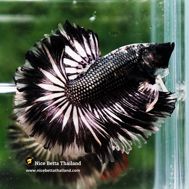 Betta Fish The Emperor of the Night Copper Rosetail OHM