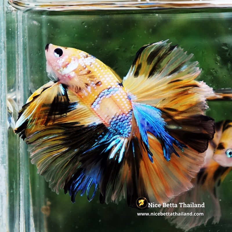 Betta Fish Prince of Honey Blue Rosetail OHM