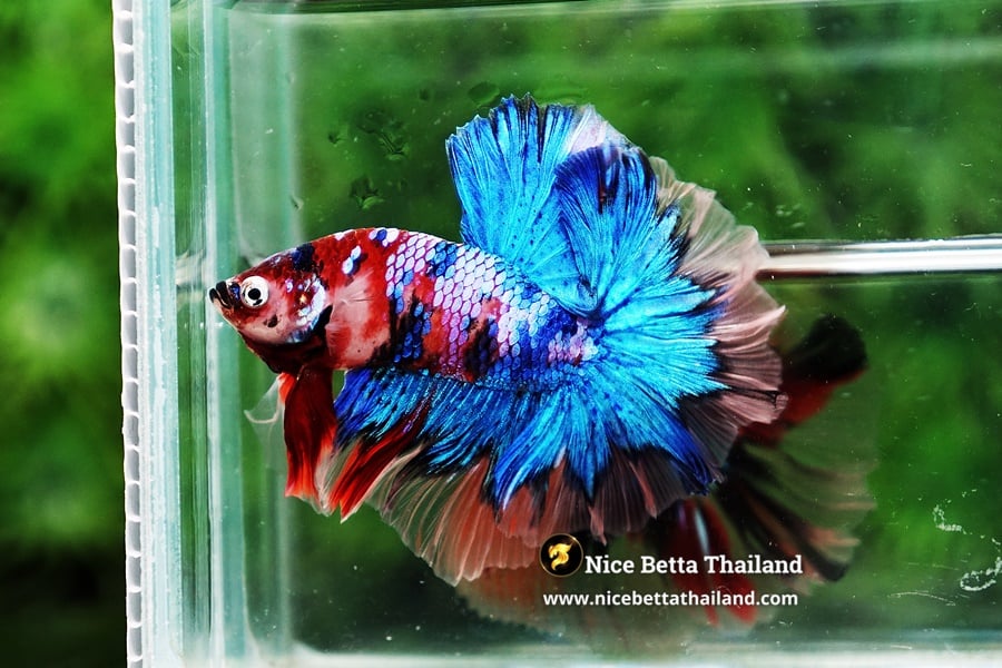 Blue Koi Galaxy Over halfmoon