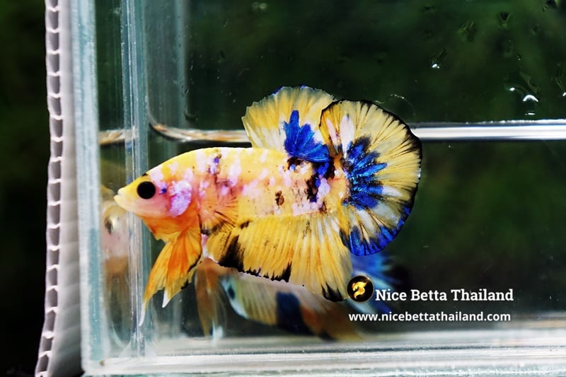 Breeding Galaxy Koi Betta Fish