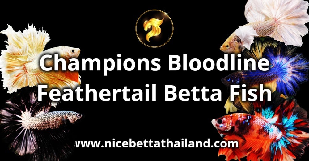 Champions Bloodline Feathertail Betta Fish