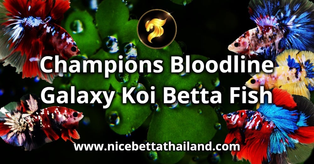 Champions Bloodline Galaxy Koi Betta Fish