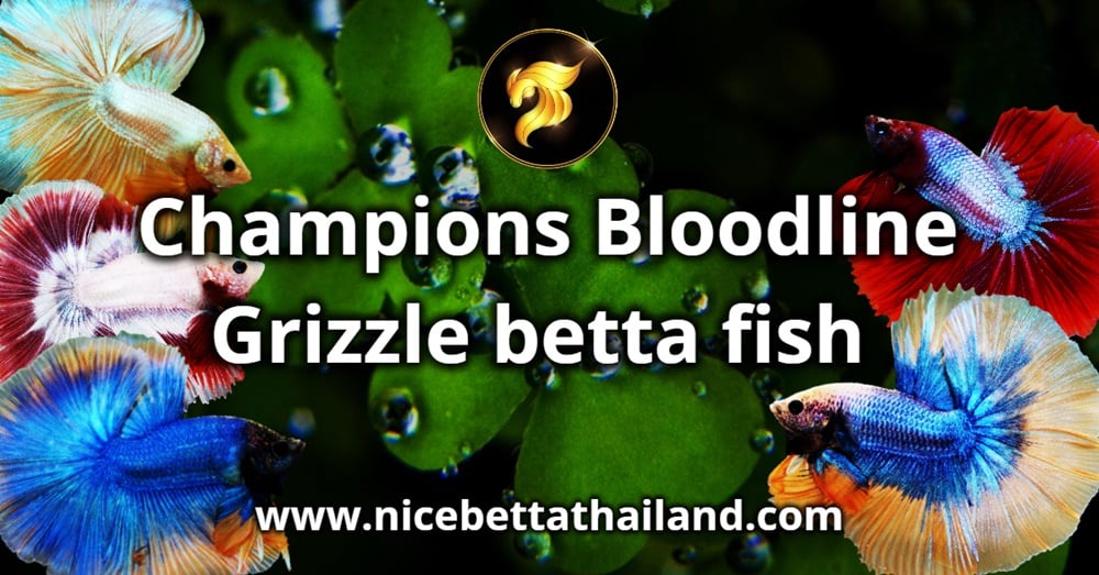 Champions Bloodline Grizzle betta fish