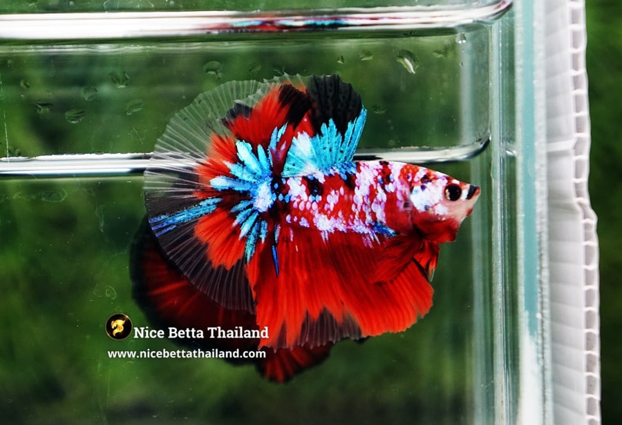 Conclusion Galaxy Koi Betta Fish