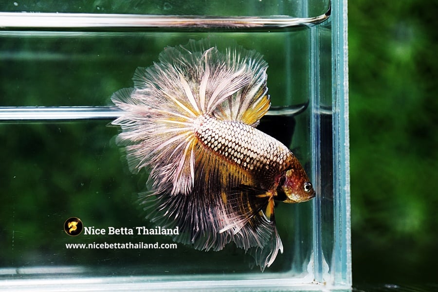 Copper Betta Fish Feathertail