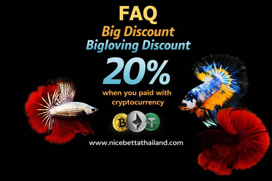 (FAQ) This Nice Betta Thailand Promotion