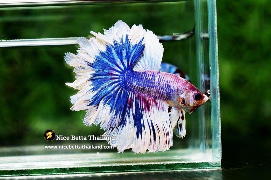 Fancy Betta Fish Feathertail