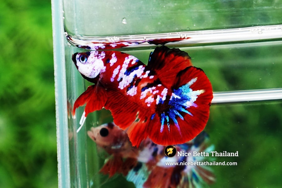 Galaxy Koi Betta Fish for Sale