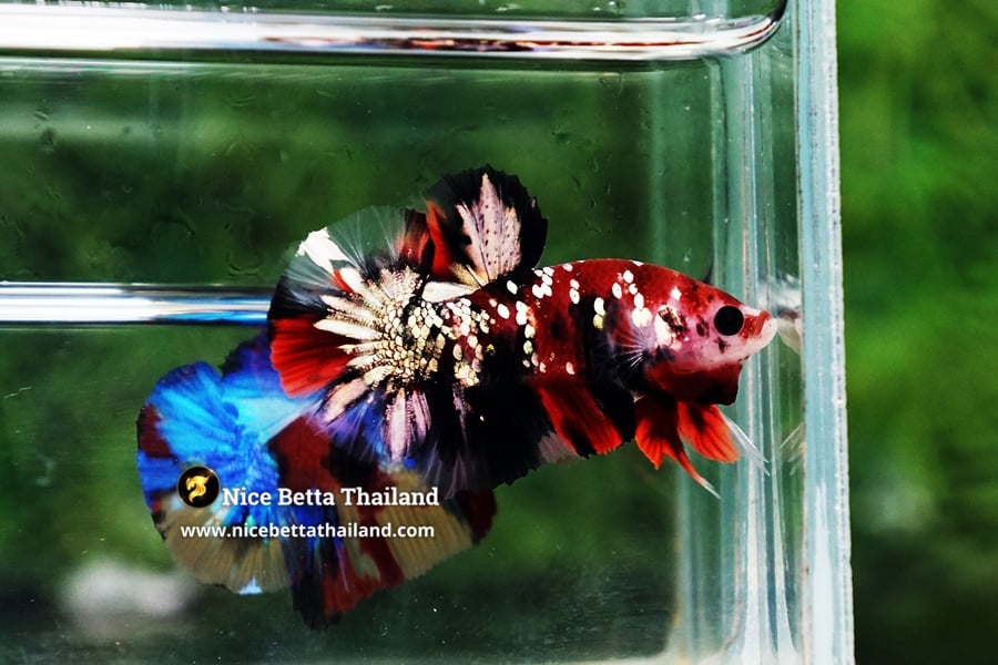 Identifying High-Quality Galaxy Koi Betta Fish