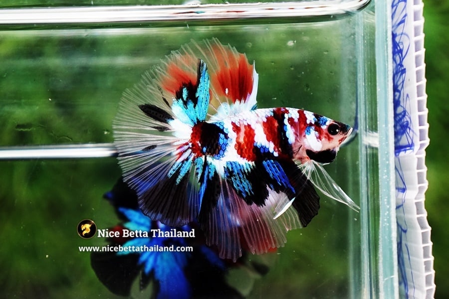 Introduction to Galaxy Koi Betta Fish