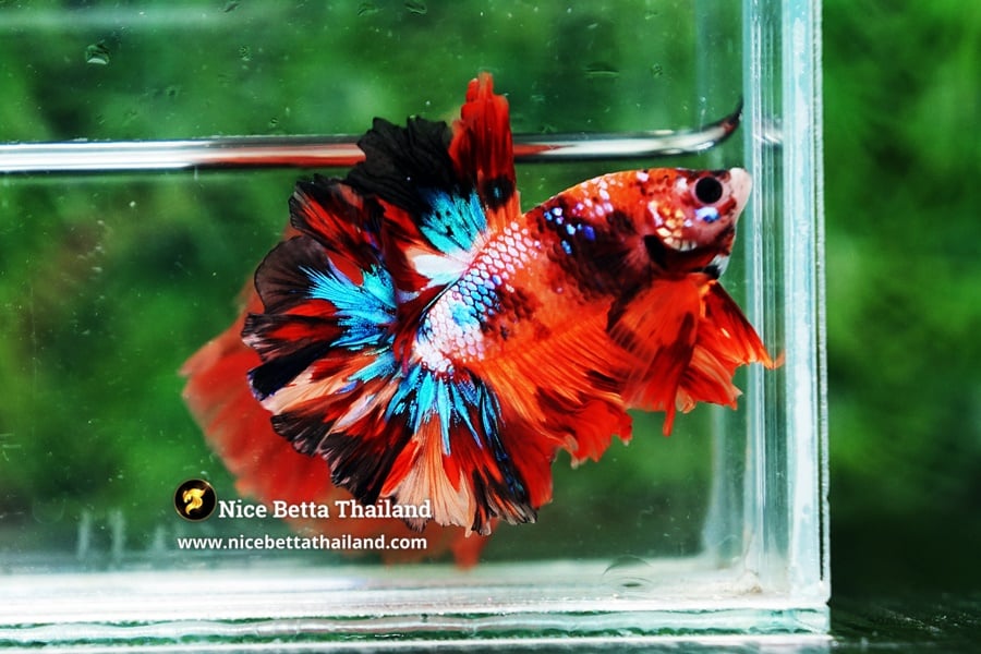 Multicolor Betta Fish Feathertail