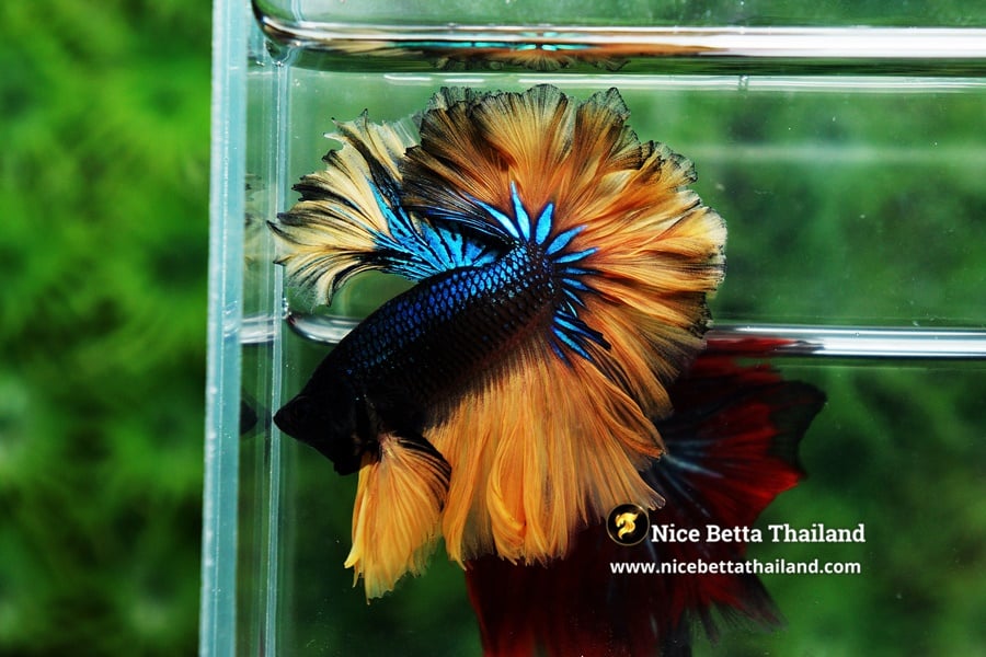 Mustard Gas Sky Hawk Feathertail Betta Fish