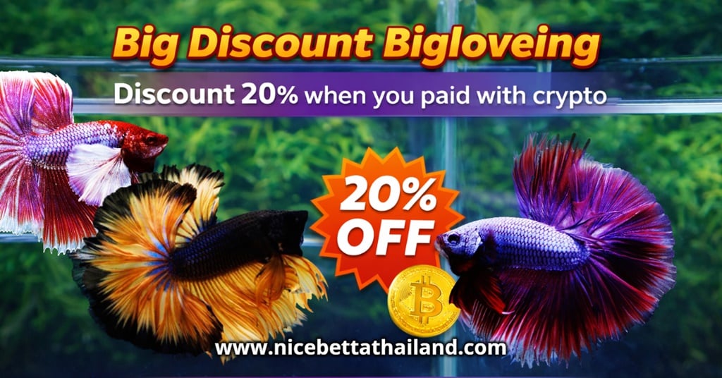 Nice Betta Thialand Promotion Big Discount Bigloveing