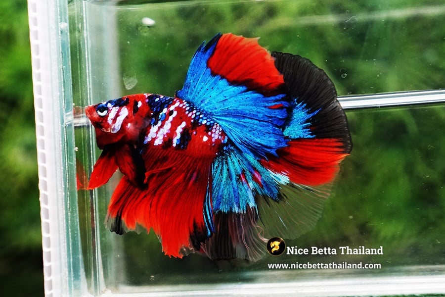 Physical Characteristics of Galaxy Koi Betta Fish