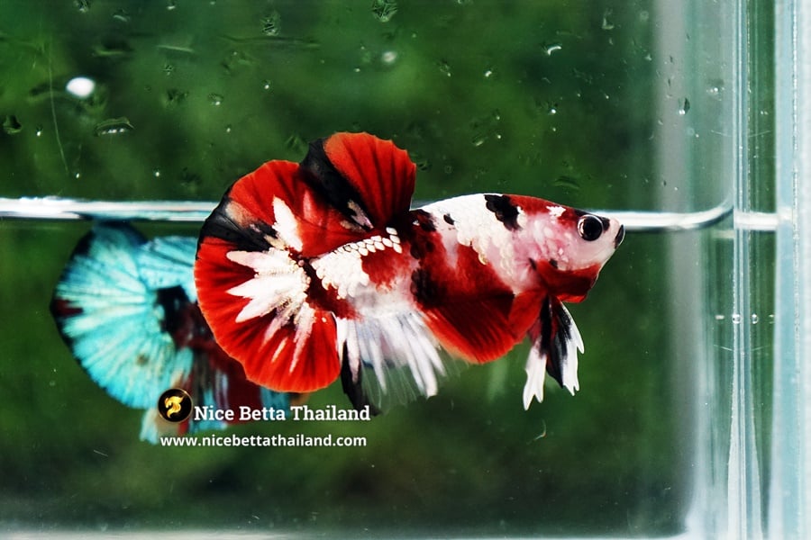 Pricing of Galaxy Koi Betta Fish