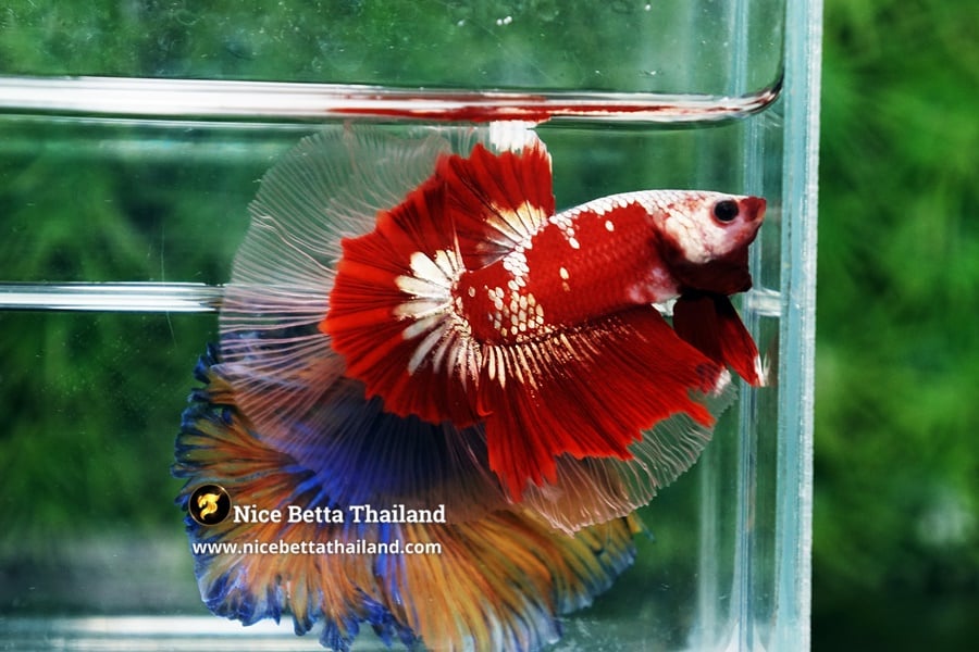 Proper Care Guide for Galaxy Koi Betta Fish