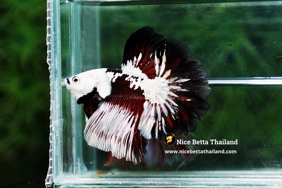 Rare Betta Fish Killer Shadow Black Star Samurai Feathertail