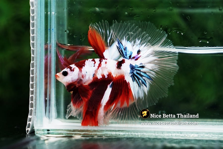 Show Quality Galaxy Koi Betta Fish