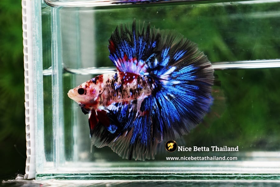 Why Galaxy Koi Betta Fish Are So Popular