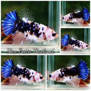 Betta Fish Fancy Celestial Galaxy HM