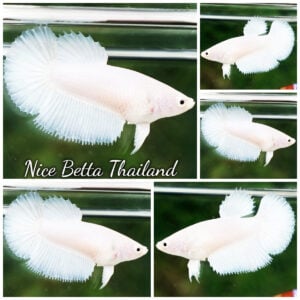 Betta Fish Female Princese of the White (Perfect White) HM